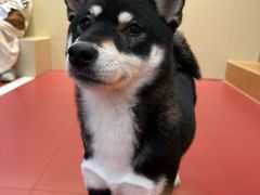 -和它·交个朋友·狗咖猫咖(爱琴海店)