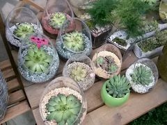 android_upload_pic-三圣花乡旅游区