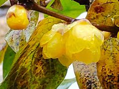 -金陵之星大酒店·中餐厅