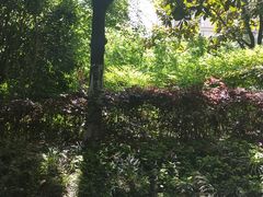 -杭州植物园