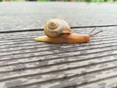-田园东方蜜桃村的田野营地