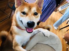 -柴犬高等学院·狗咖·柴犬售卖·宠物训练