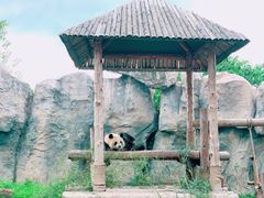 -上海野生动物园