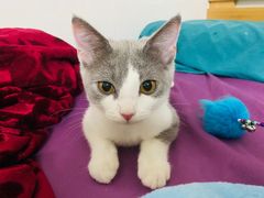 -屋虎猫馆(宝安大仟里店)