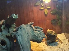 -喵园·猫主题咖啡厅·撸猫·猫咖(国贸店)