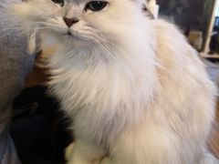 -李小姐の猫咖啡馆(五角场店)