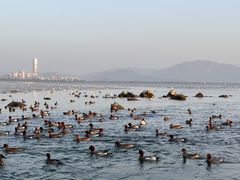 -深圳湾公园(南山区)