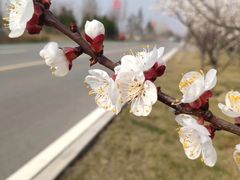 -咸阳湖景区-古渡公园