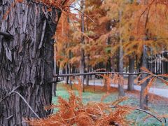 -上海共青森林公园