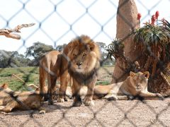 -威勒比开放式动物园