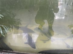 -楚鱼王·河鲜·湖北菜(华农店)