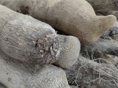-罗浮山·罗园农庄