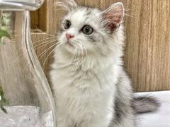 -COLOR PETS 撸猫馆·购猫·猫咖(长风大悦城店)