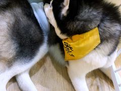 海参-Husky Go! 哈士奇体验馆·宠物咖啡厅狗咖