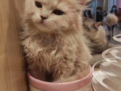 -屋虎猫馆(宝安大仟里店)