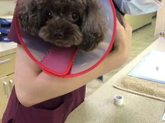 -美联众合动物医院·24h转诊中心