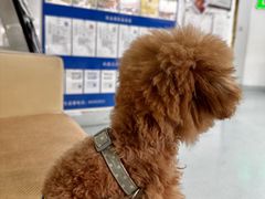 -汪喵宠物医院·骨科心脏影像·犬猫急重症ICU诊疗中心(成华分院)