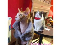 -猫色咖啡·猫咖