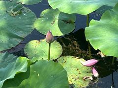 -承德避暑山庄景区