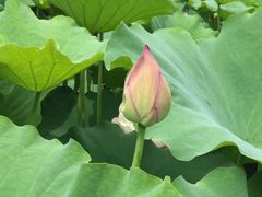 -陈家山荷花公园