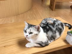 -猫和宫(六道口店)