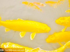 -皇冠 · 玛莉奥(丽江店)