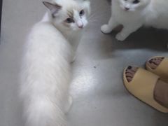 -御宝贝·A梦猫科宠物医院(国际猫友好医院)