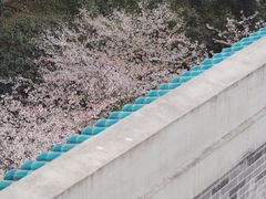 -武汉大学-樱园