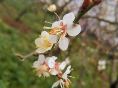 -梅花山(明孝陵内)