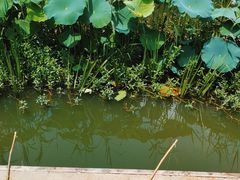 -同銮特种养殖场·龙虾垂钓