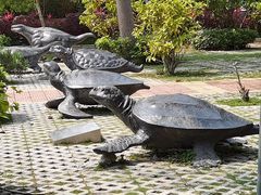 -广东惠东海龟国家级自然保护区
