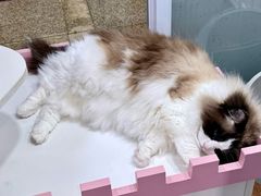 -青奢宠物·青奢猫舍