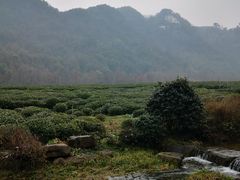 -中国茶叶博物馆(双峰馆区)