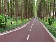 -黄海国家森林公园