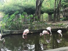 -清迈夜间动物园
