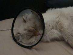 -关爱宠物医院·猫科中心·消化科(滨湖万达分院)