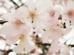 -顾村公园