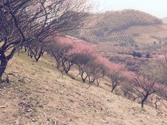 -新建村梅花