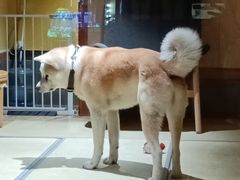 -大江户·温泉洗浴(浑南店)