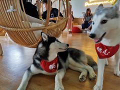-Husky Go! 哈士奇体验馆·宠物咖啡厅狗咖
