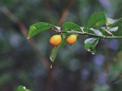 -茅家埠