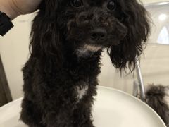 -有喵·猫咖·狗咖·40+猫狗有小奶狗(岗厦店)