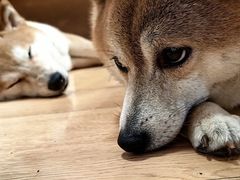 -是阿柴呀！柴犬咖啡·爱喵喵猫咖