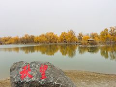 -金塔沙漠胡杨林景区
