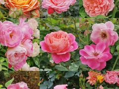 -人民公园(罗湖区)