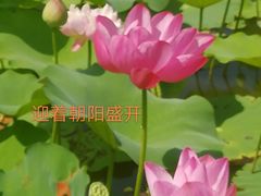 -黄兴公园