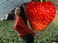 -昌平兴寿秀秀草莓采摘园