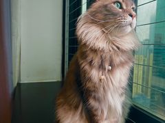 -楼上猫咖(罗湖店)
