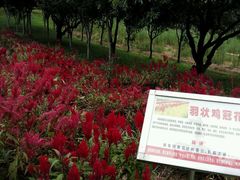 -松山湖梦幻百花洲