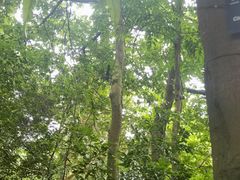 -深圳仙湖植物园